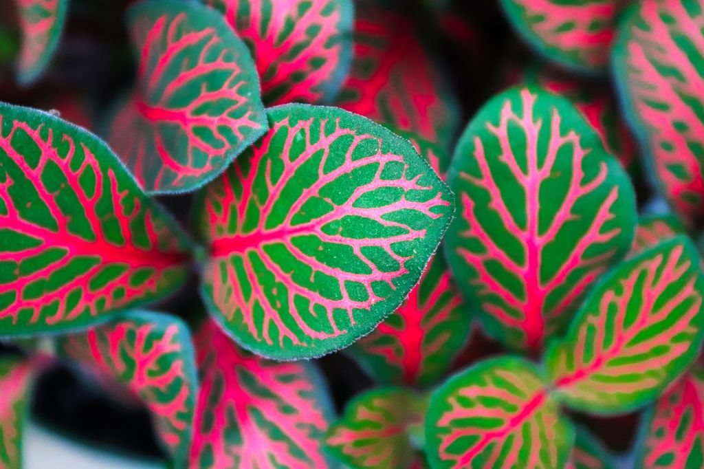 fittonia verde cu rosu