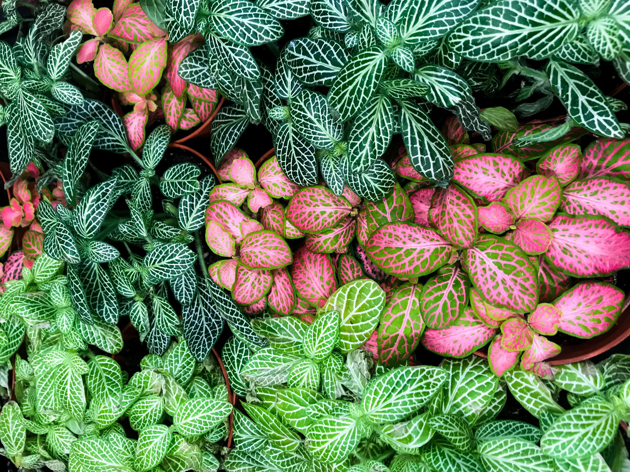 varietate frunze fittonia