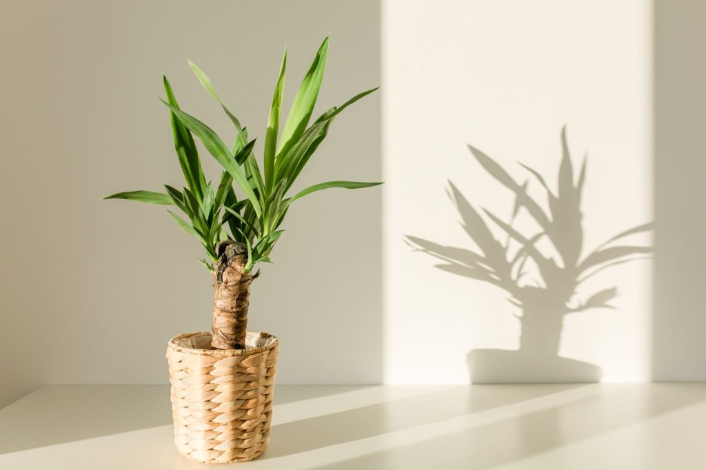 yucca de apartament