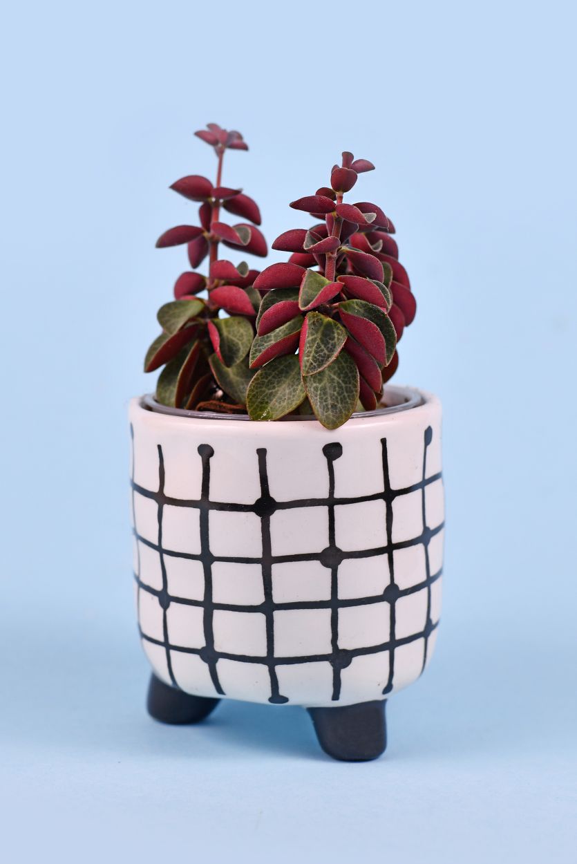 Peperomia Verticillata