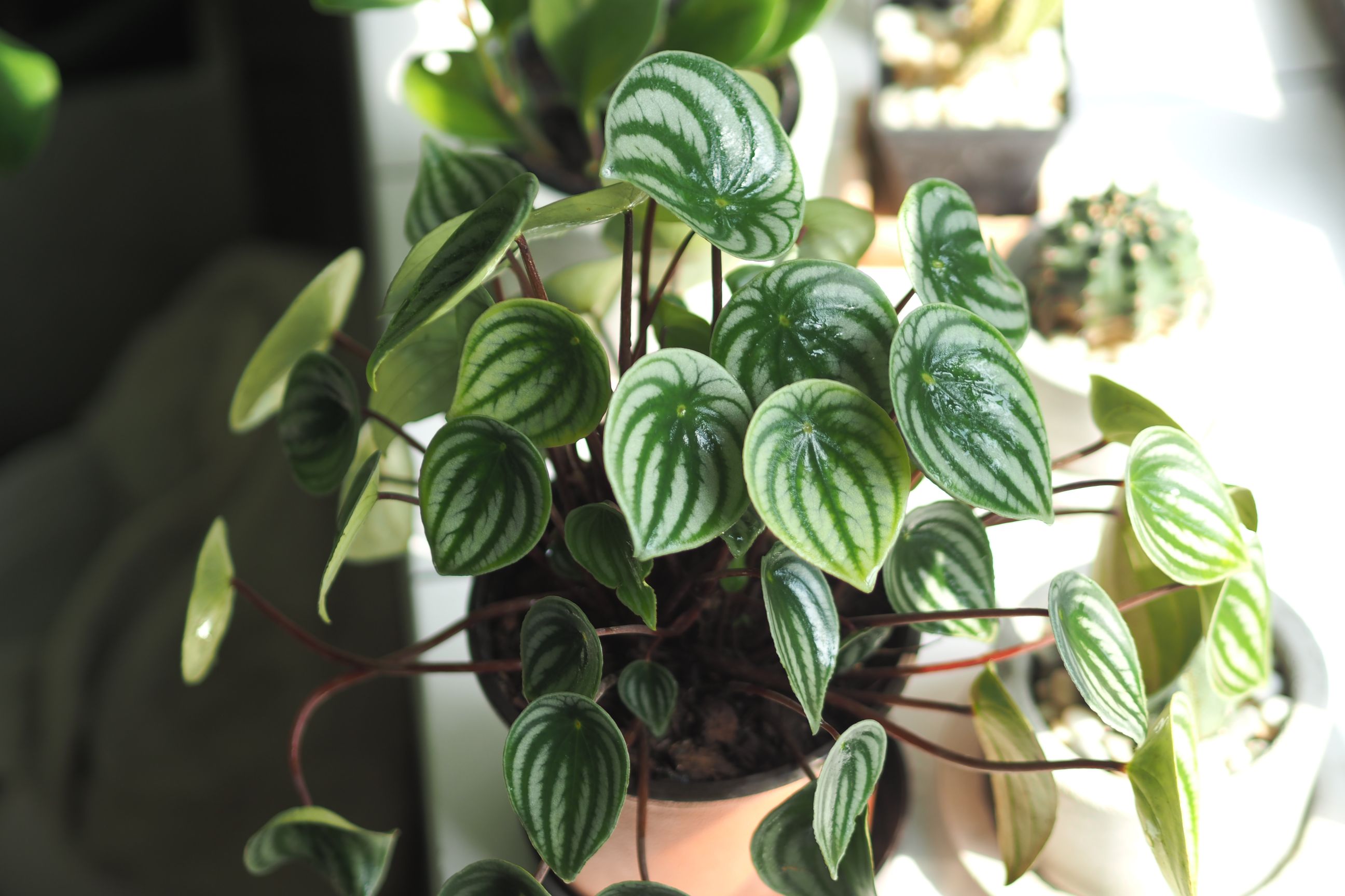 Watermelon Peperomia