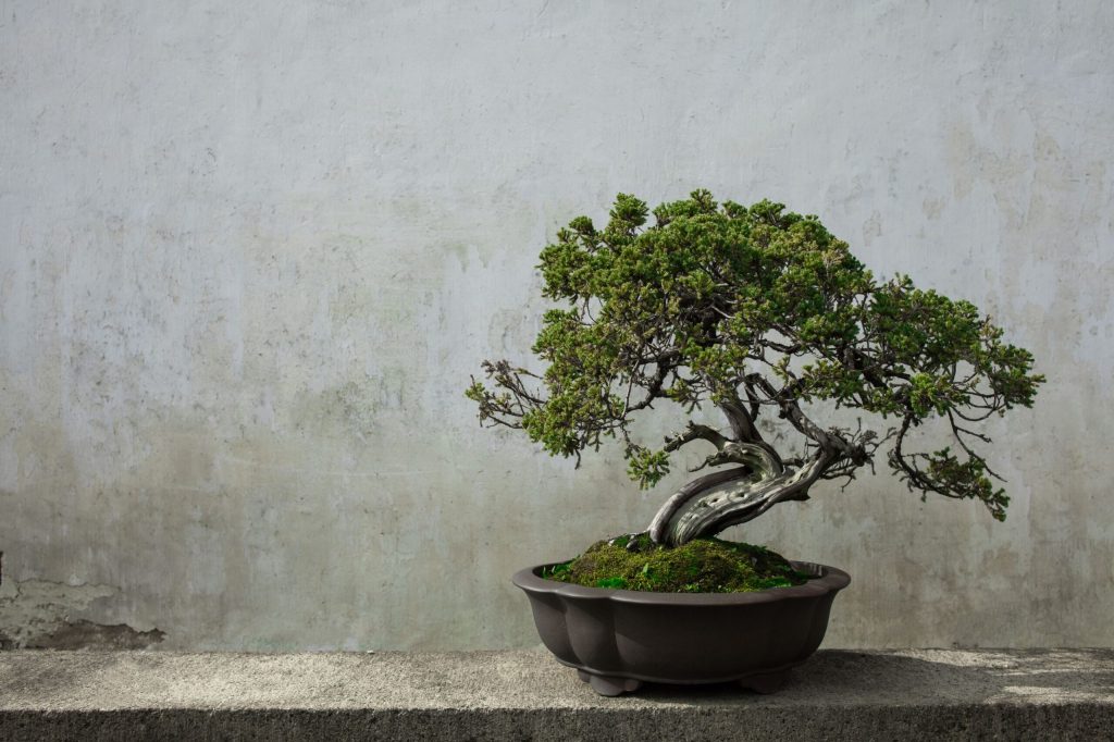 bonsai