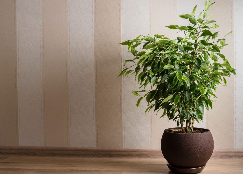 ficus benjamina