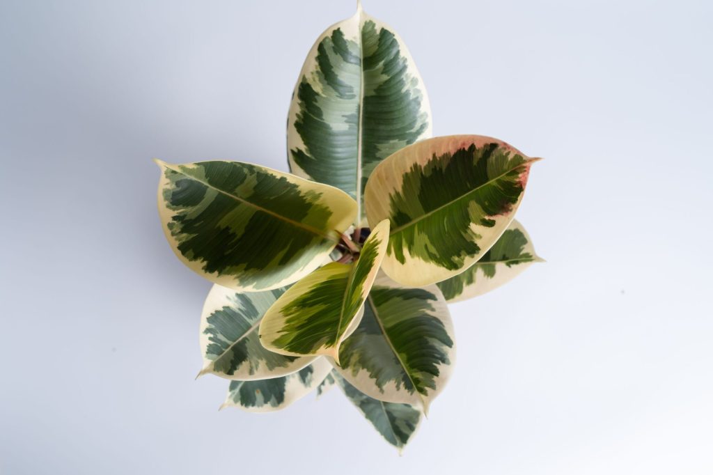 planta de cauciuc