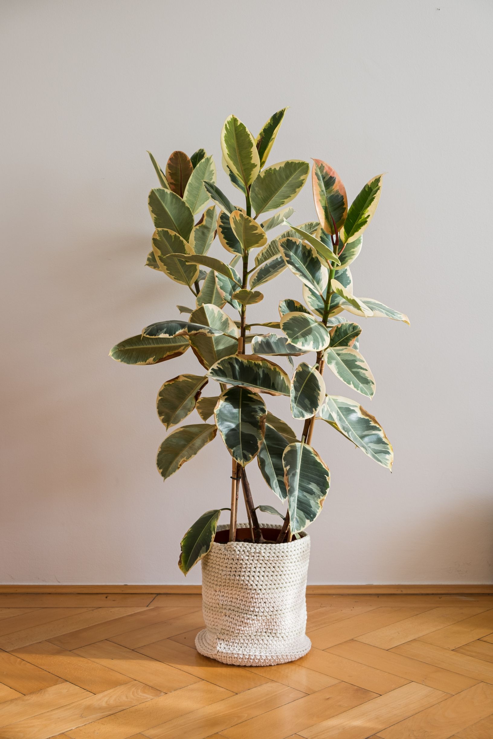 ficus elastica tineke