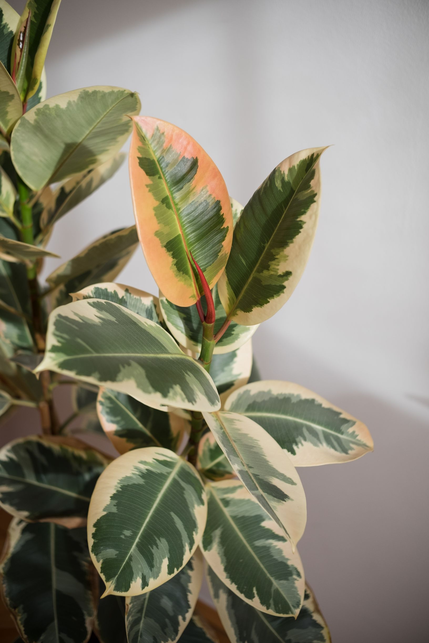 ficus elastica