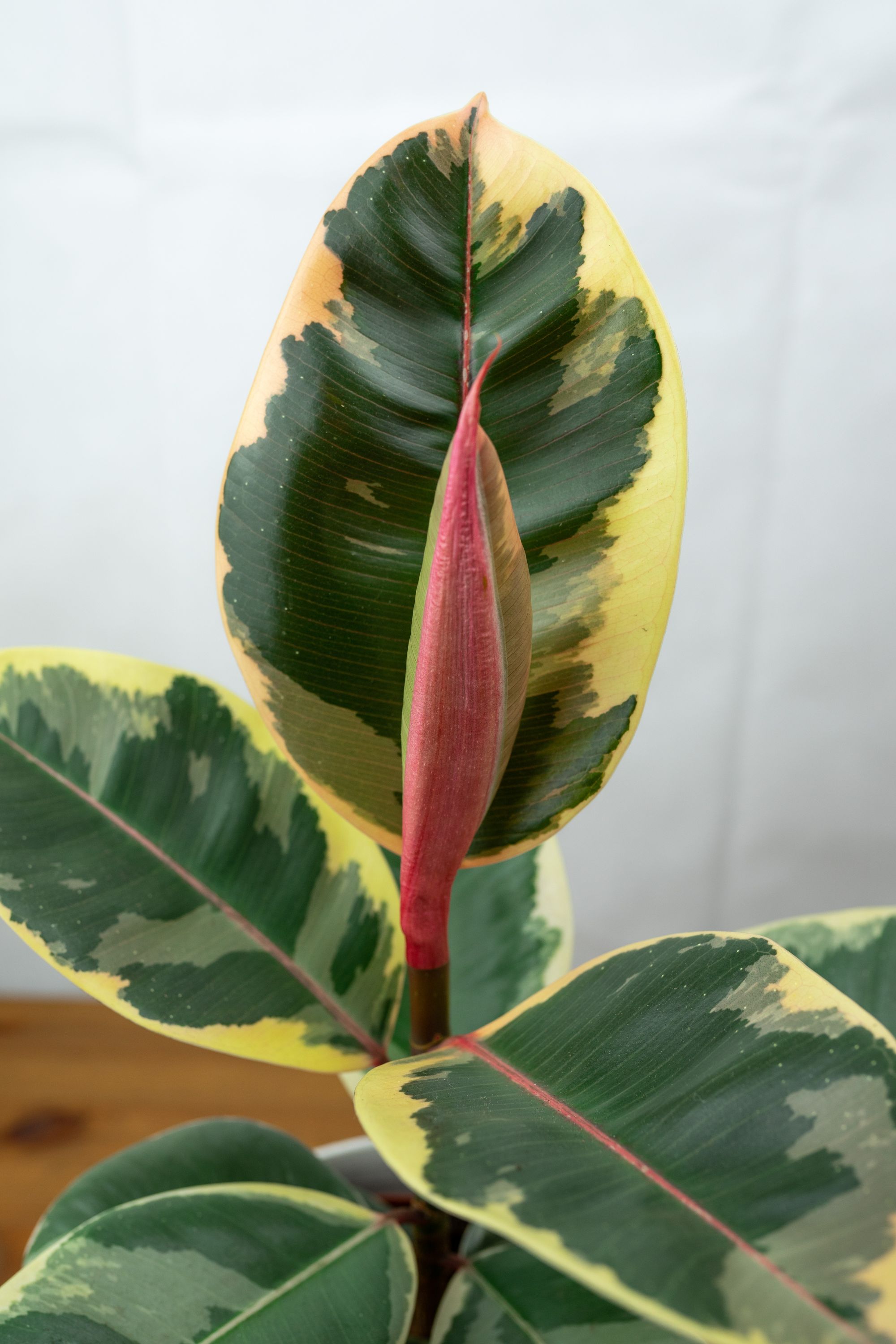 frunza noua ficus tineke