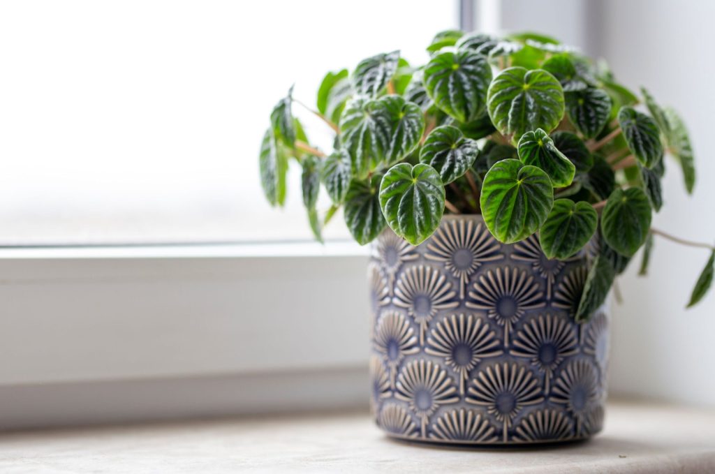peperomia caperata