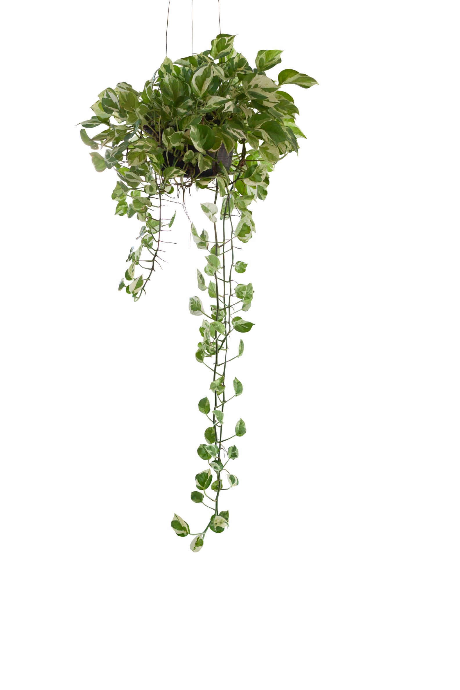 peperomia cupidon