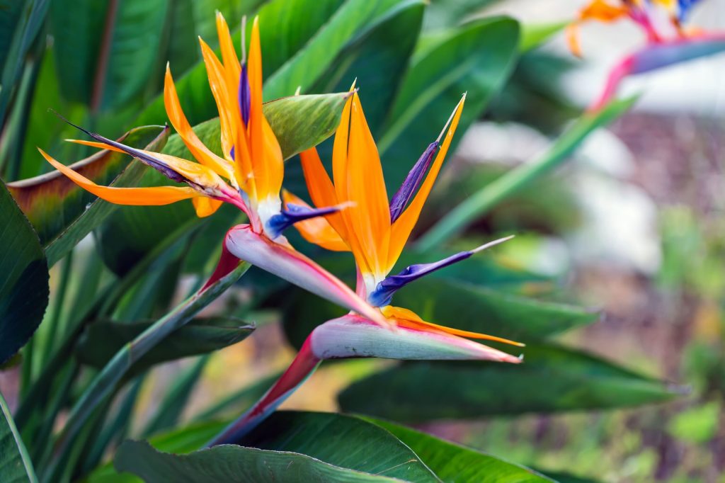 strelitzia pasarea paradisului