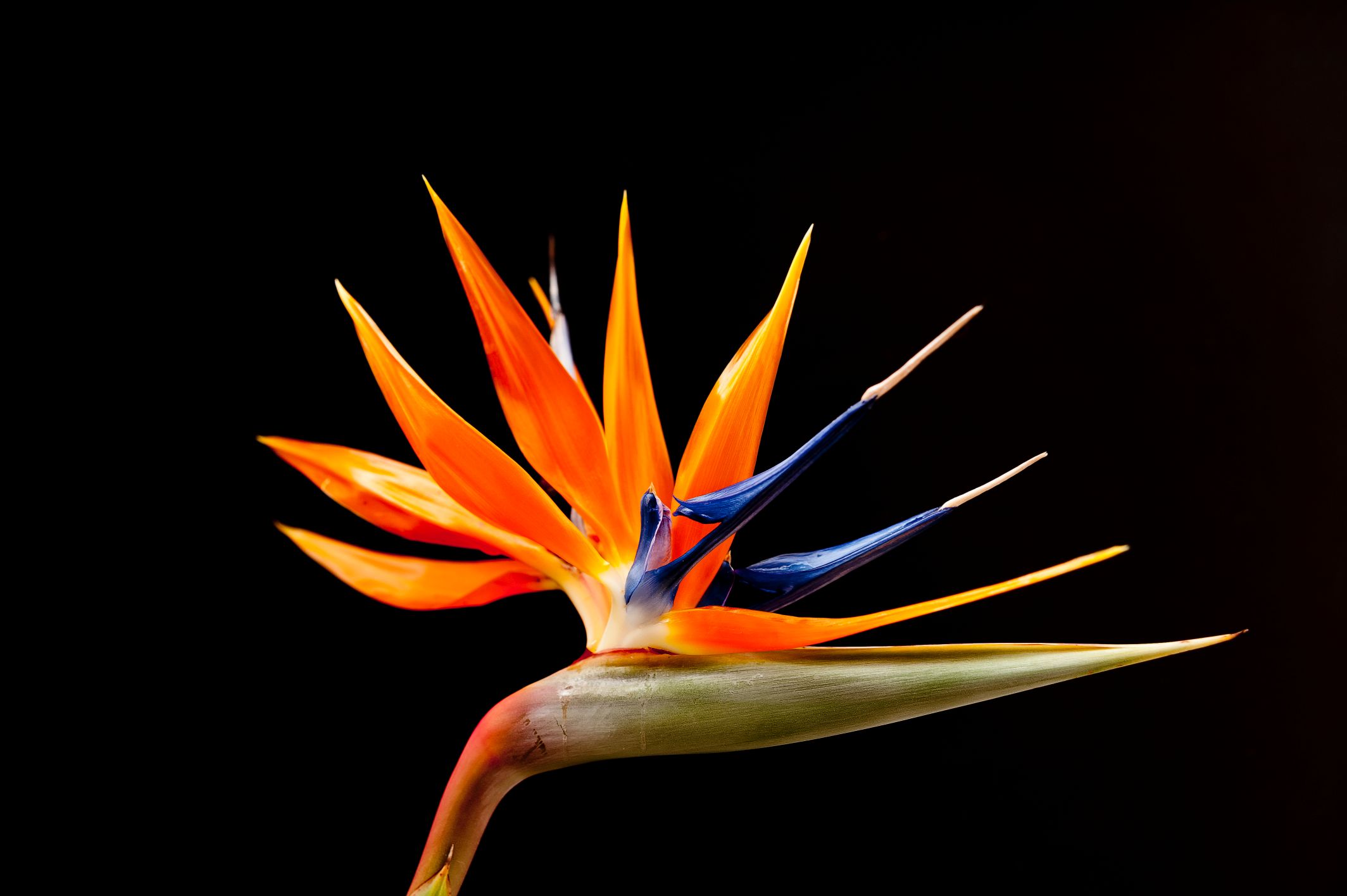 strelitzia