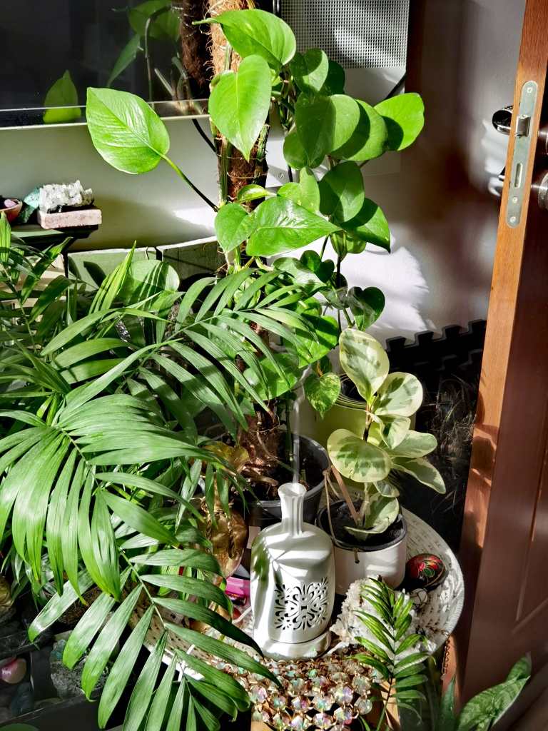 Cătălina are peste 80 de plante în casă