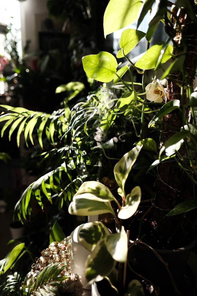 Cătălina are peste 80 de plante în casă
