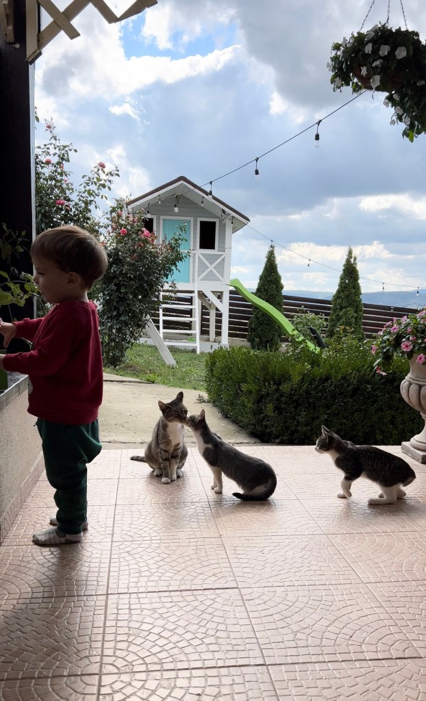 casă lângă Vaslui terasă