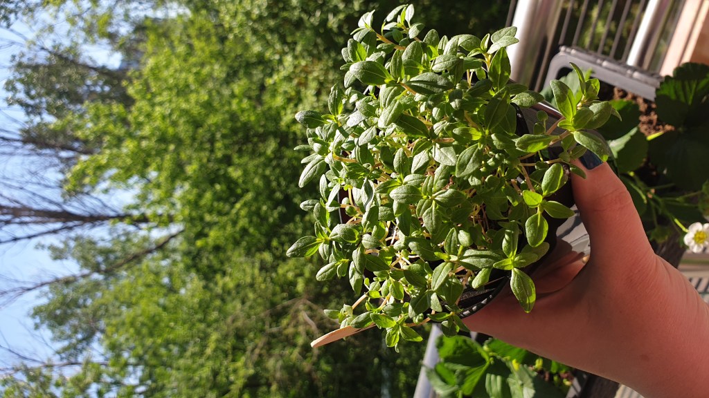 îngrijirea plantelor aromatice