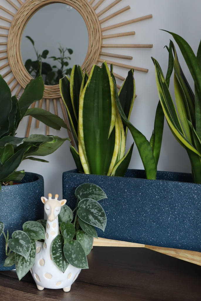 îngrijirea plantelor de apartament