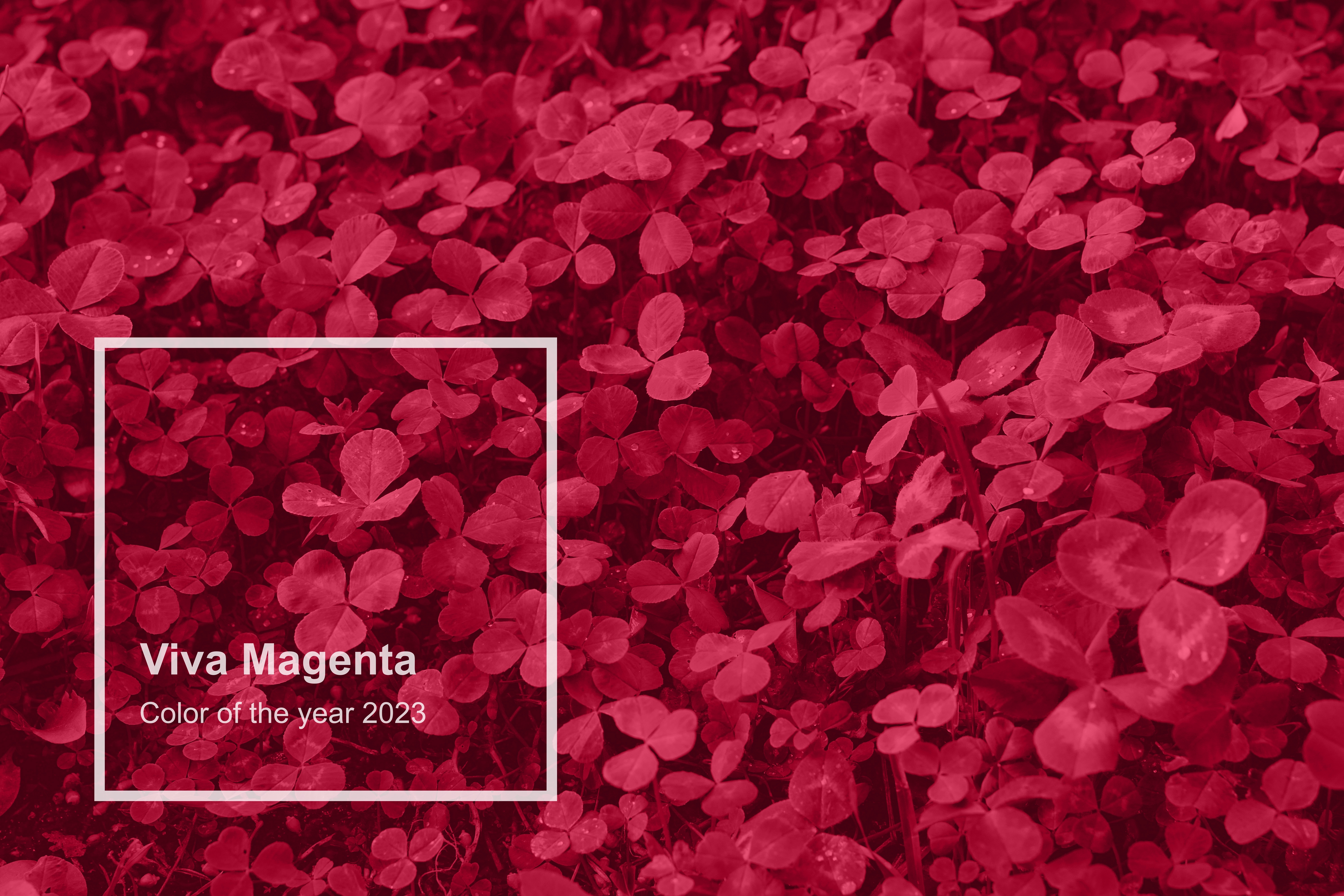 Culoarea anului 2023 Viva Magenta shutterstock