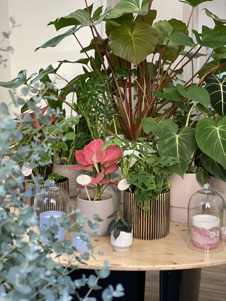 PlantUp x Odyssee, The Fragrant Garden