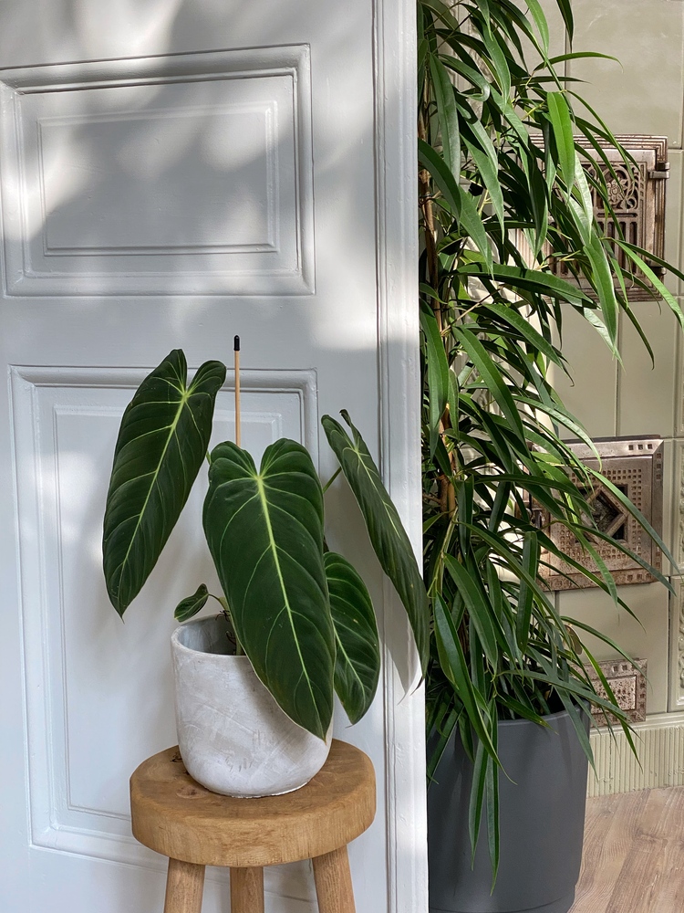 PlantUp x Odyssee, The Fragrant Garden