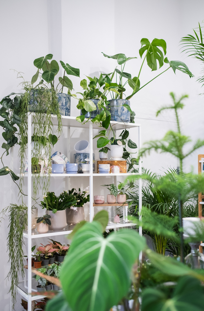 PlantUp x Odyssee, The Fragrant Garden