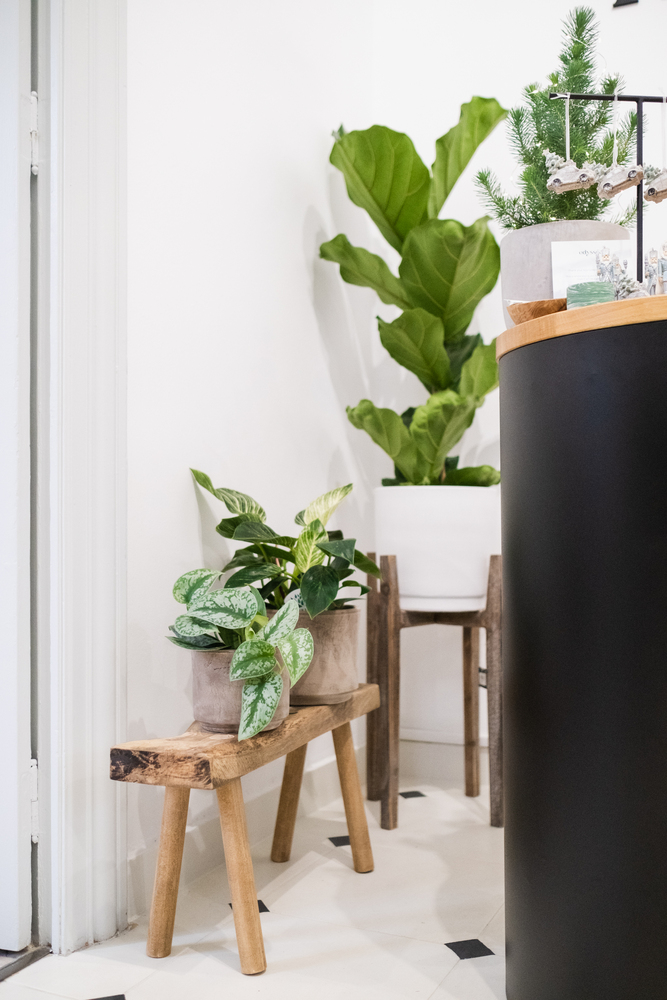 PlantUp x Odyssee, The Fragrant Garden