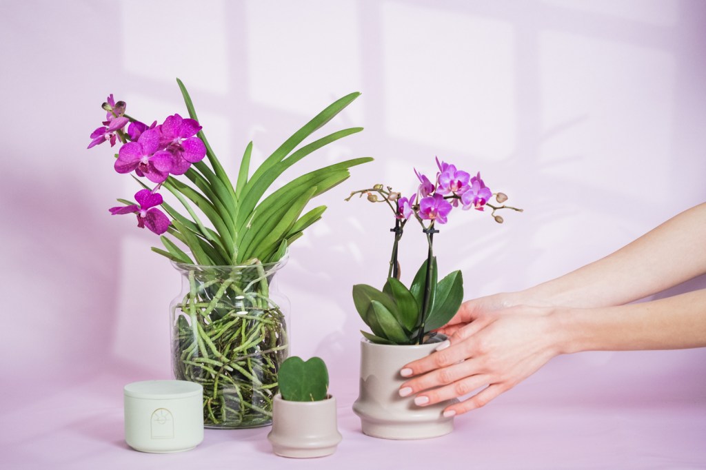 PlantUp x Odyssee, The Fragrant Garden