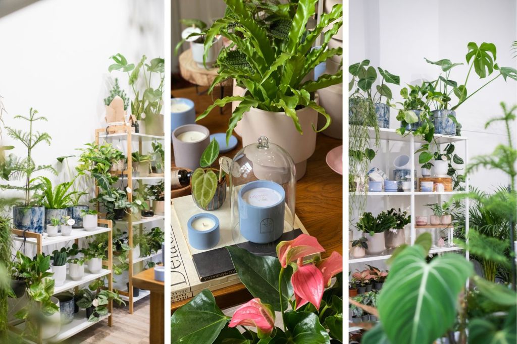 PlantUp x Odyssee, The Fragrant Garden