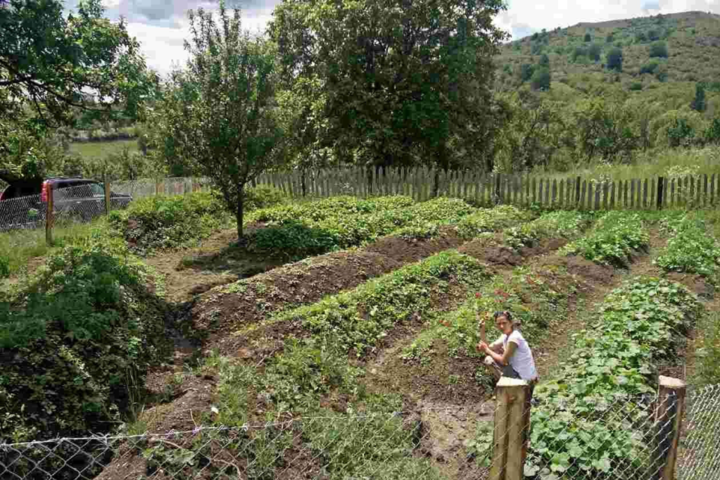 casă maramureșeană grădină