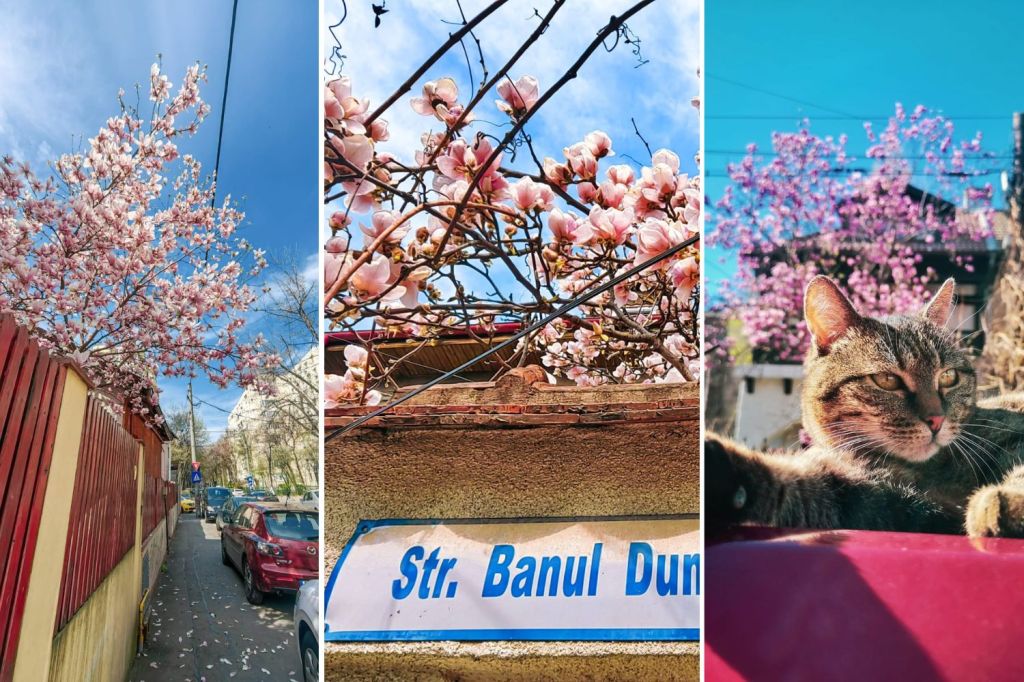 Colaj harta magnoliilor bucuresti