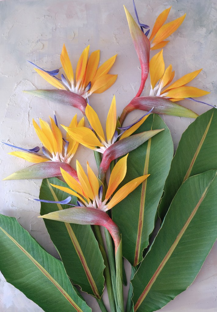 flori de hârtie