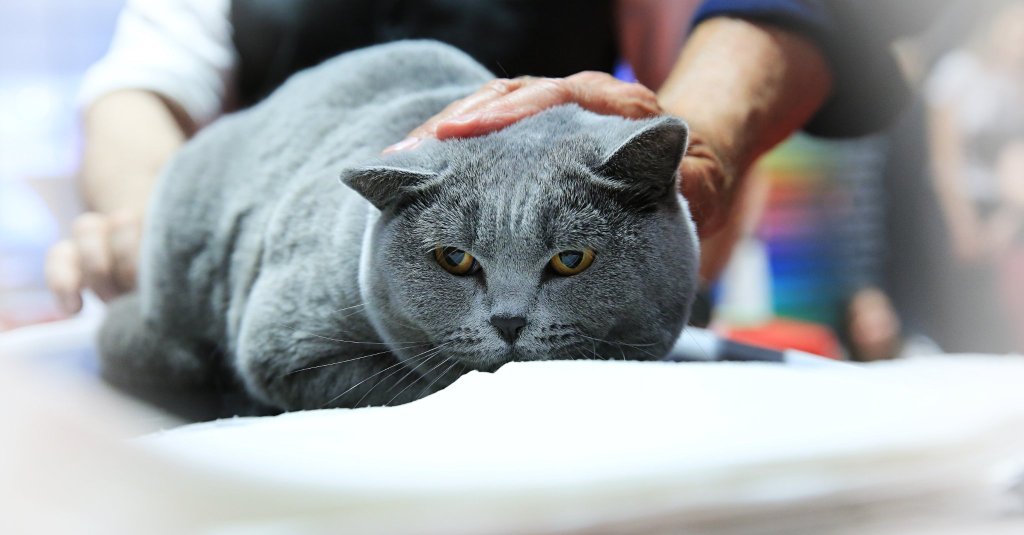 Salonul Felin Internaţional Bucureşti