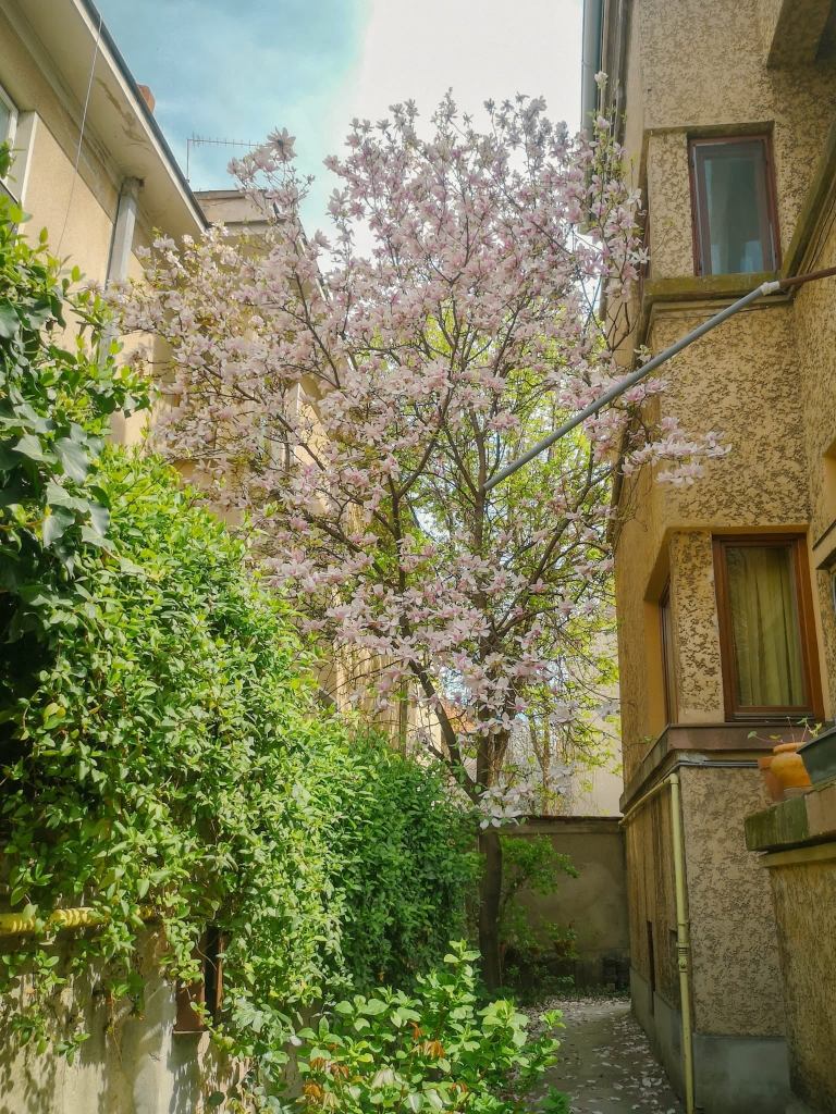 harta magnoliilor bucuresti facebook