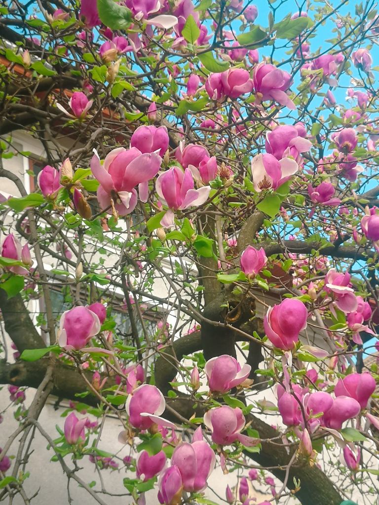harta magnoliilor bucuresti facebook