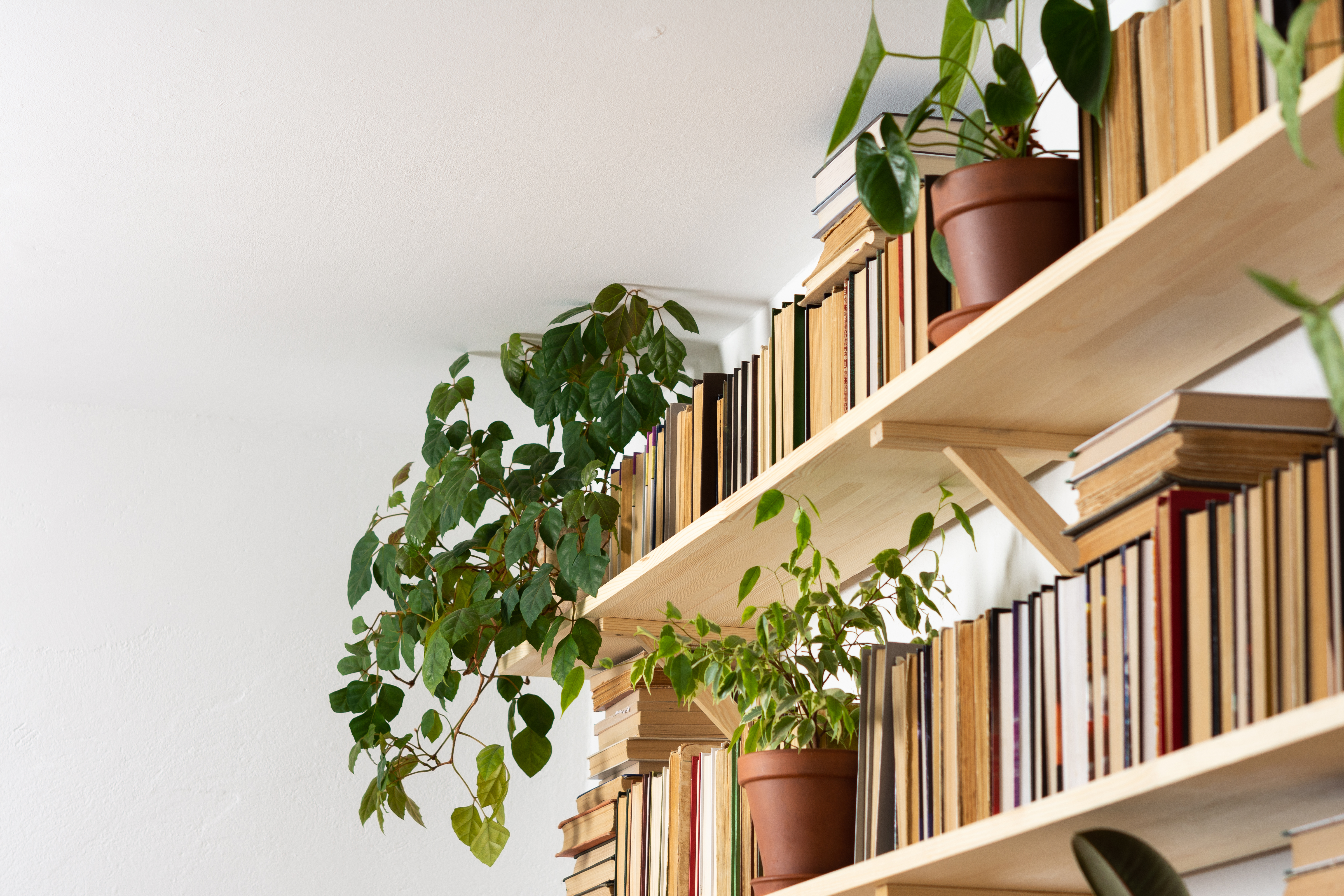 declutter de sezon shutterstock
