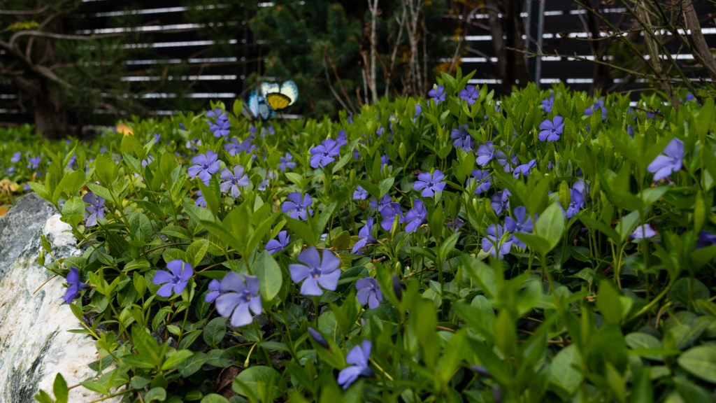 amenajare gradina Corbeanca