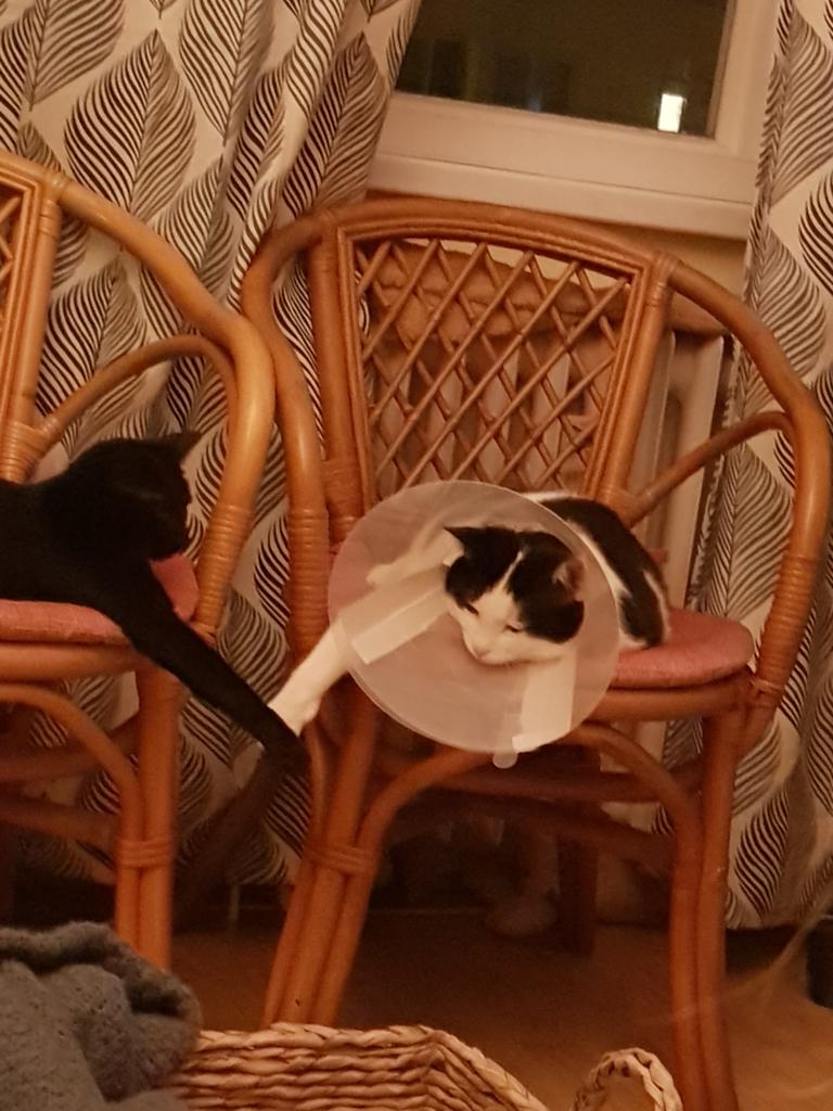 Toby Mali post vet