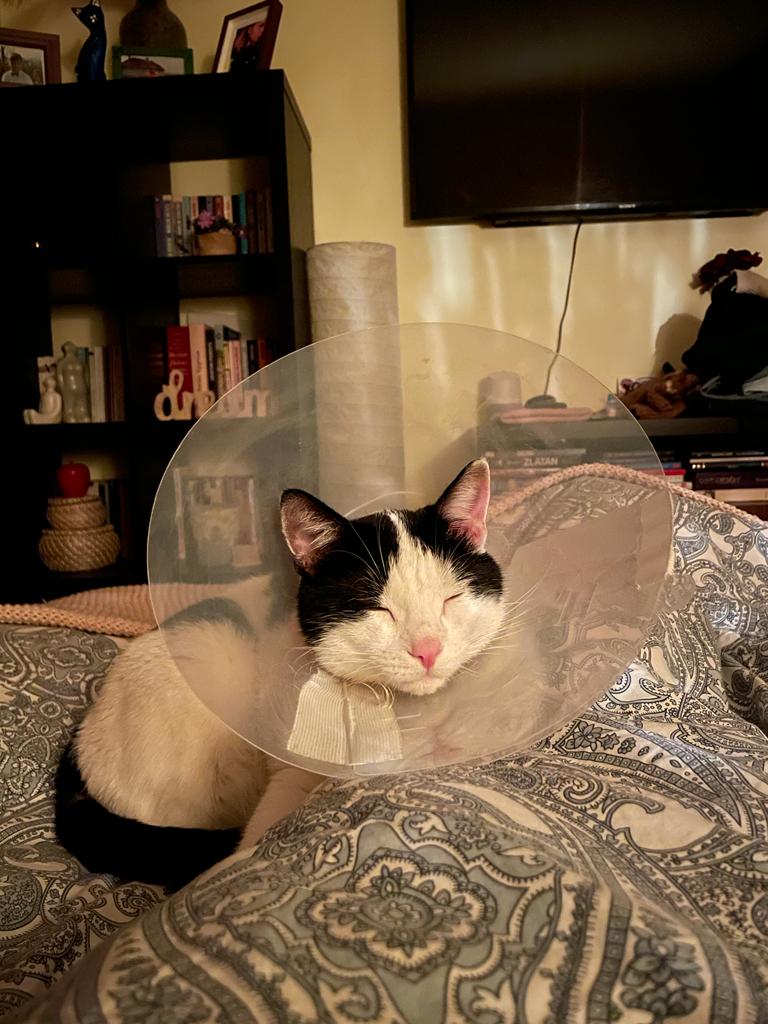 Toby post vet