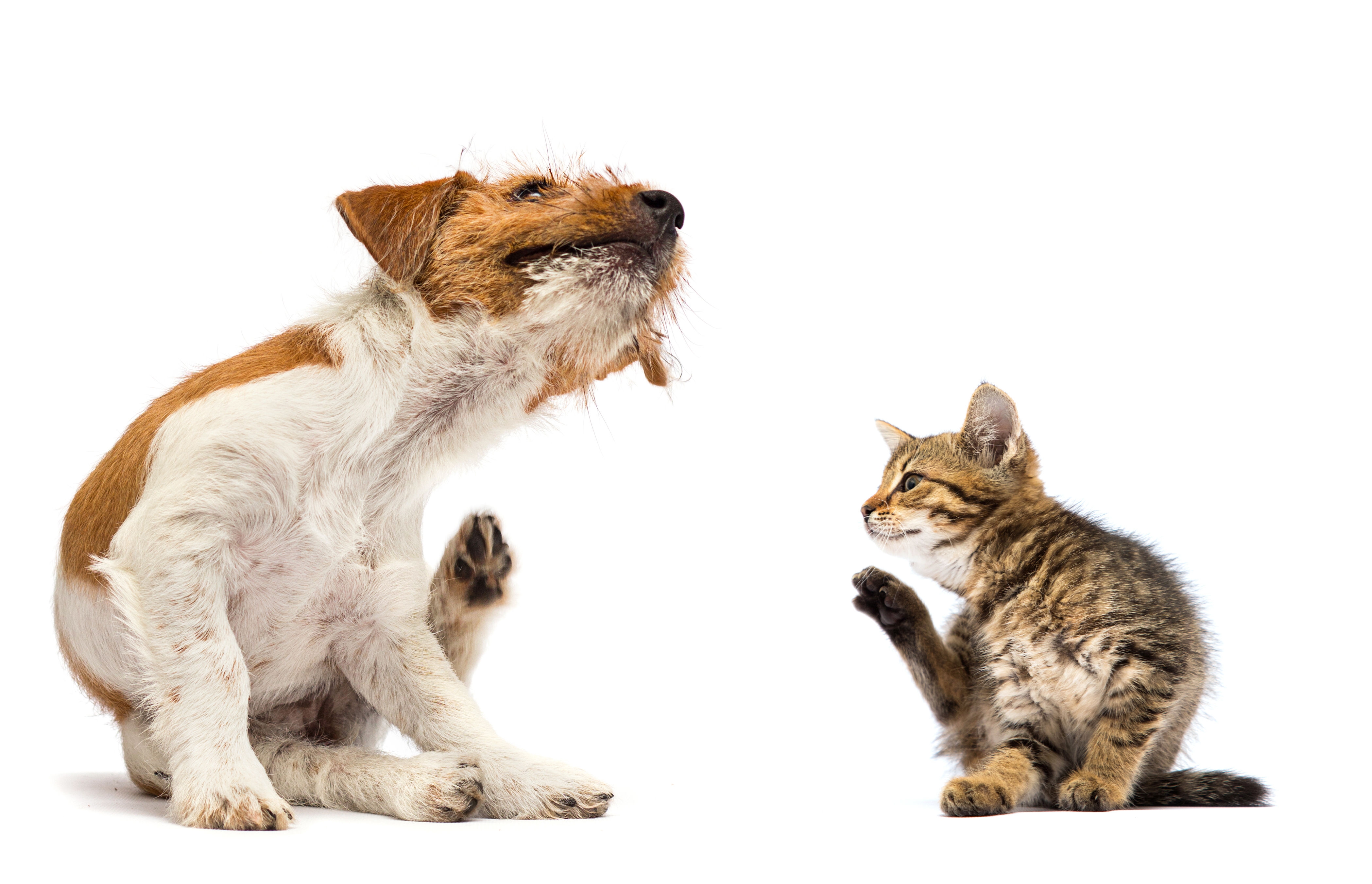 pericole animale de companie acasa shutterstock