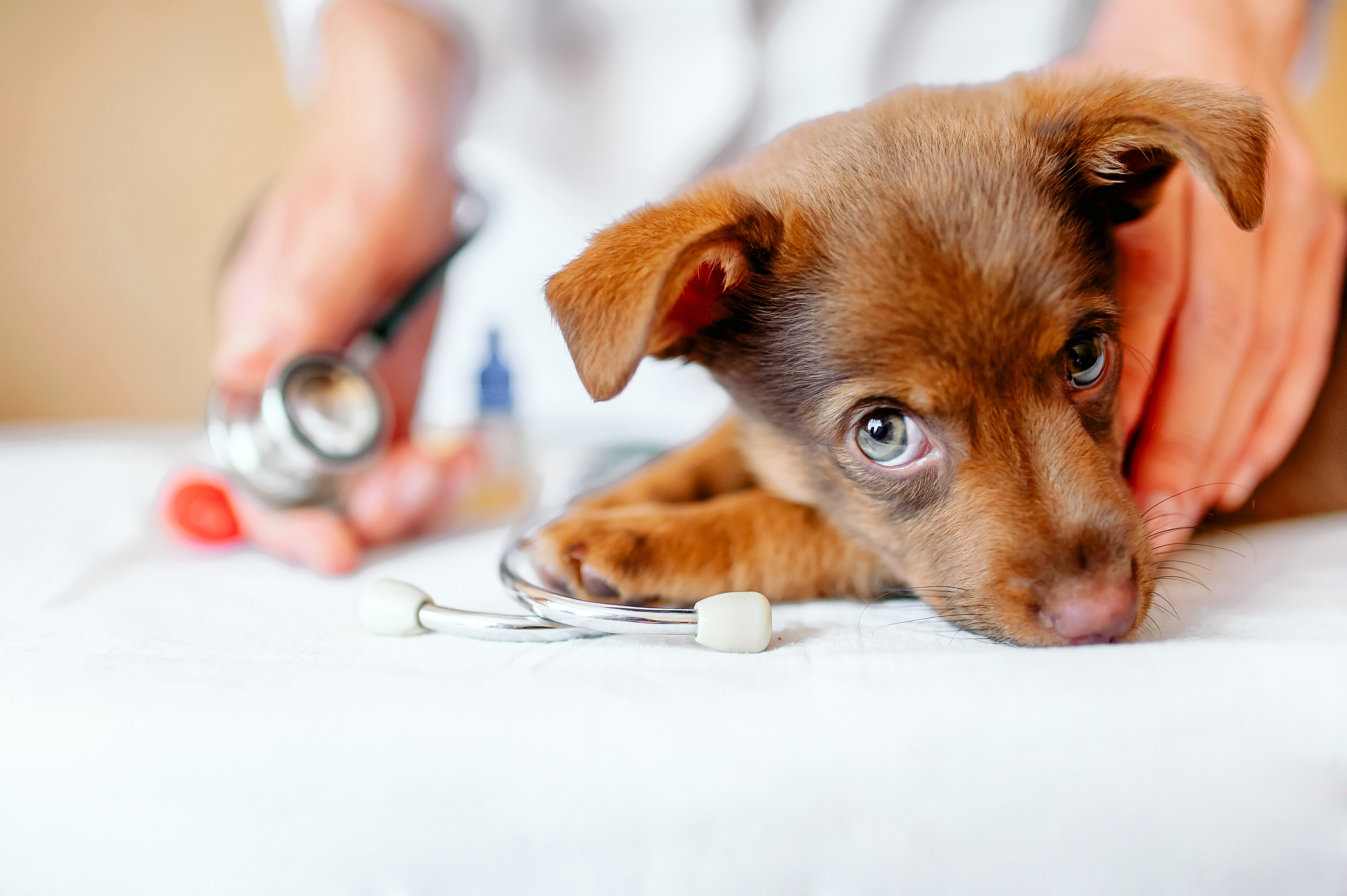 pericole animale de companie acasa shutterstock