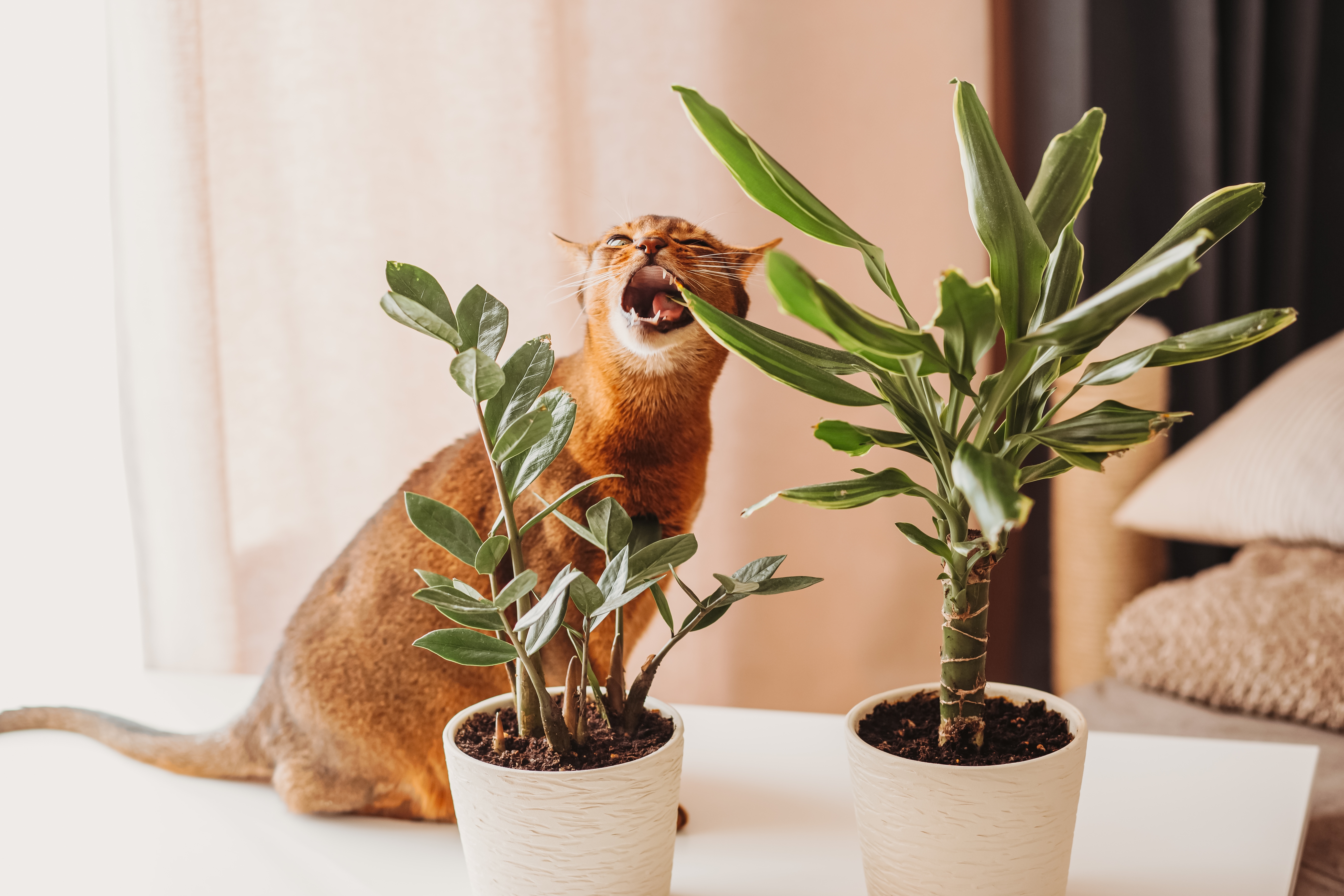 pericole animale de companie acasa shutterstock