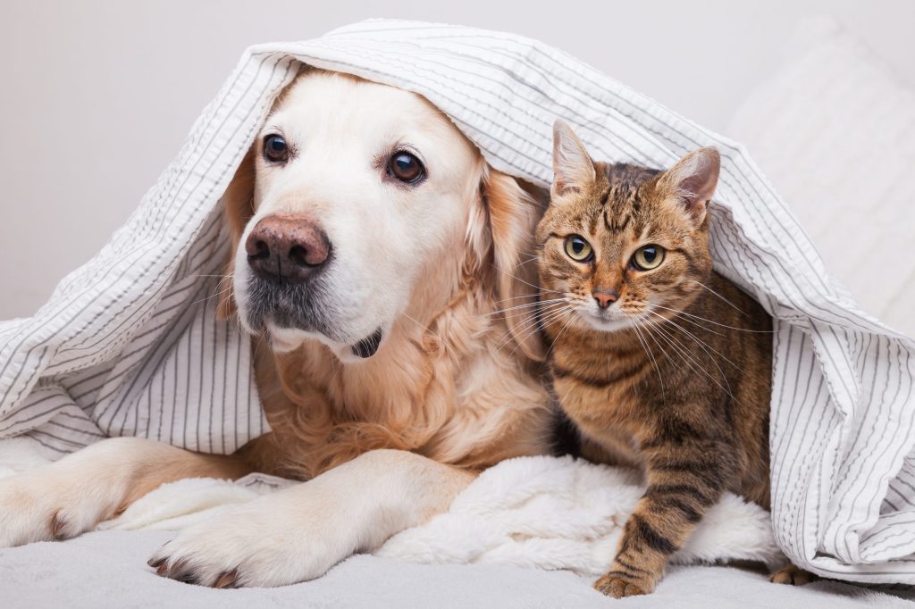 pericole animale de companie acasa shutterstock