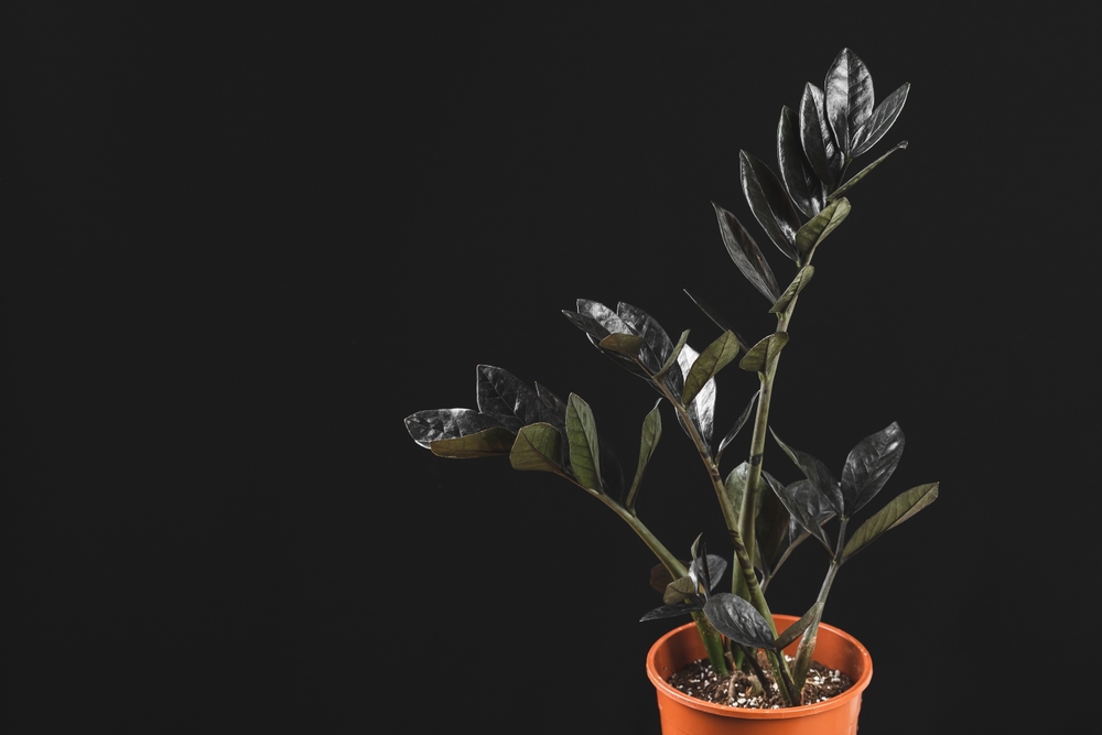zamioculcas raven