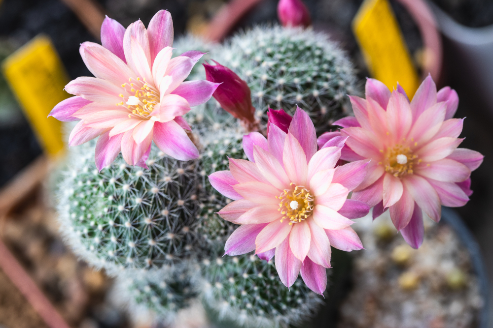 Specii de cactuși care înfloresc robutia perplexa