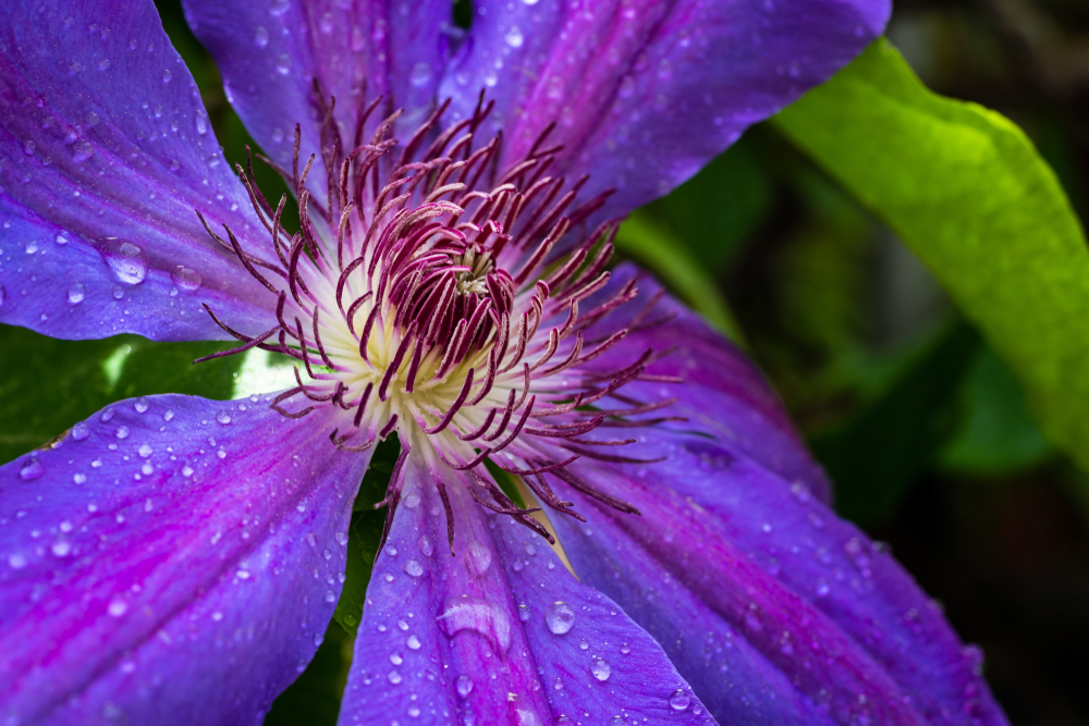 Clematita flori