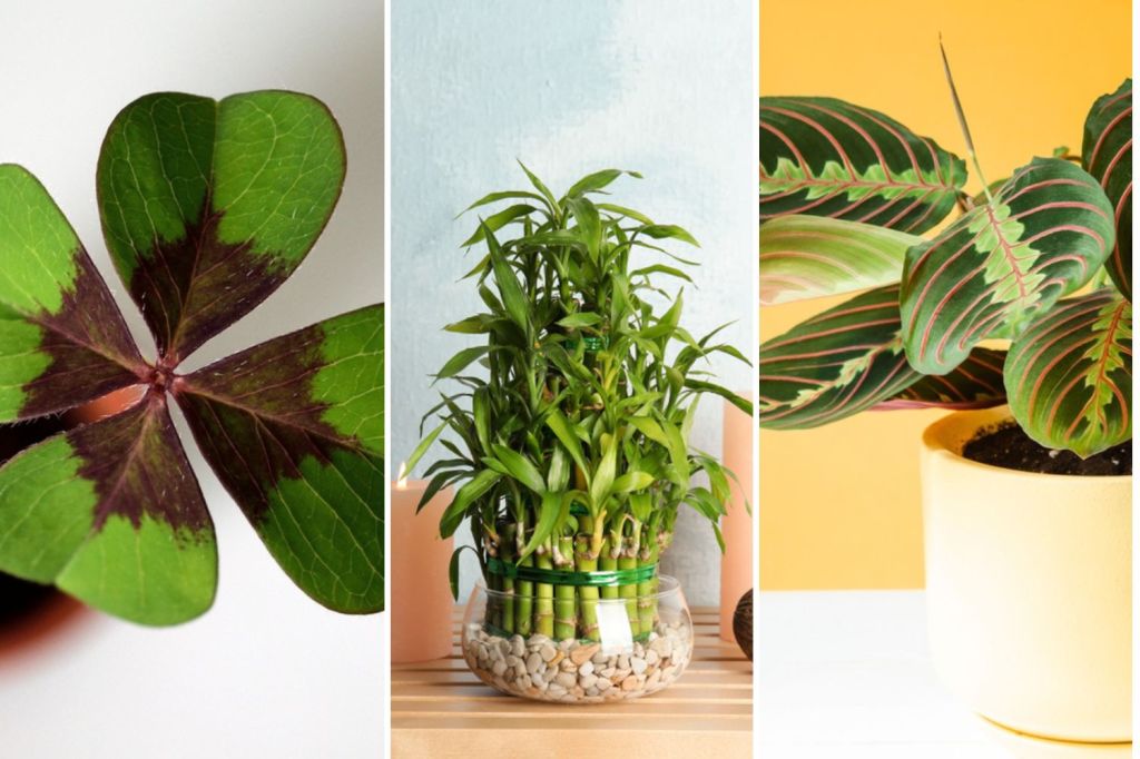 Colaj plante care aduc noroc in casa