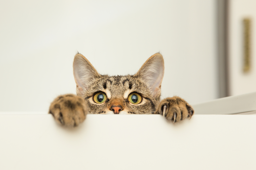 cele mai frumoase nume de pisici shutterstock