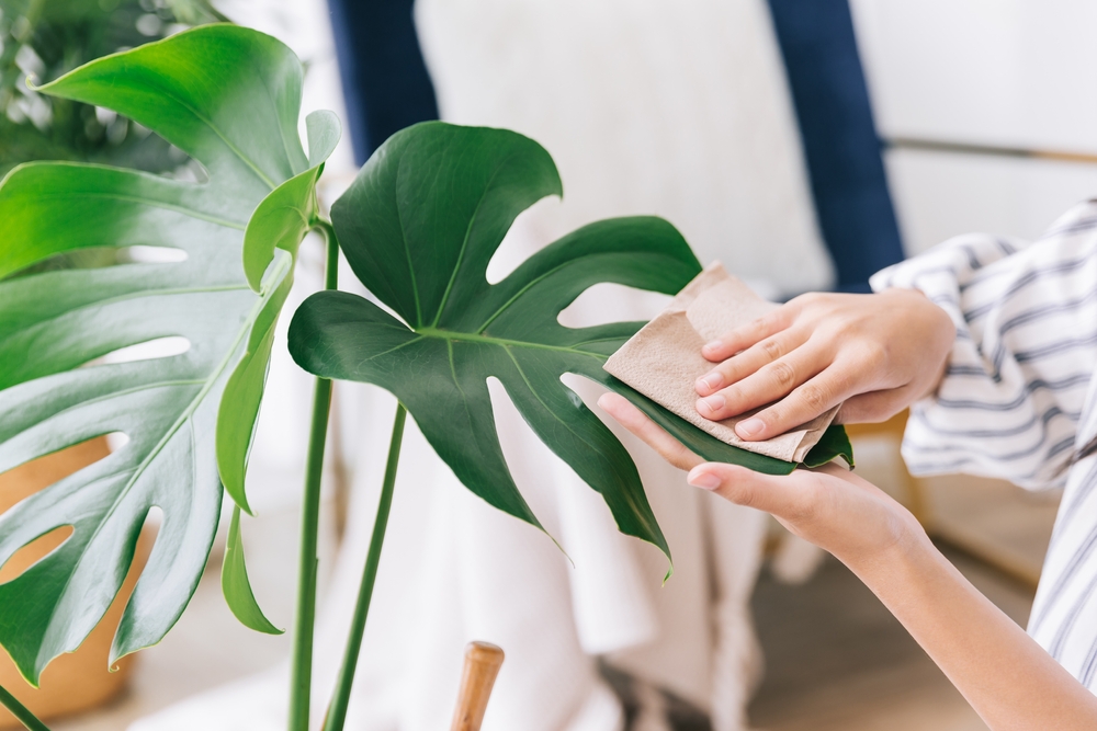 cum sa cureti frunzele plantelor shutterstock
