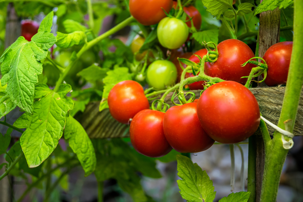ingrasamant natural pentru rosii shutterstock