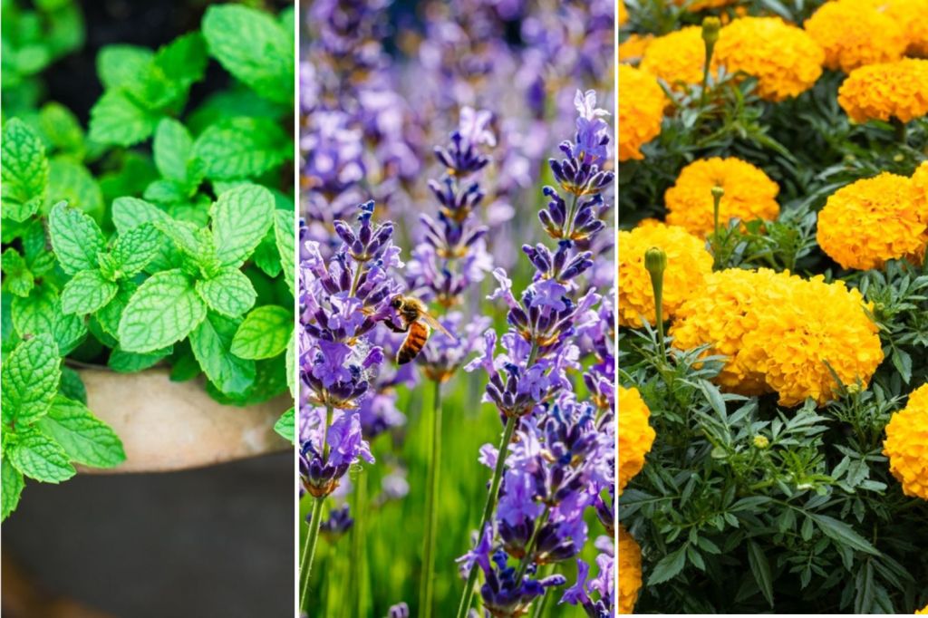 plante care alunga tantarii colaj shutterstock