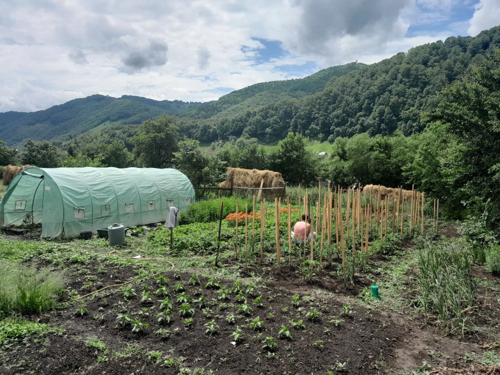 Familie are și o plantație de mure bio